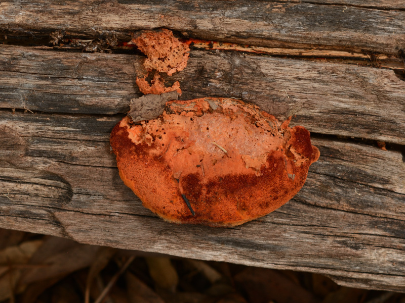 Trametes coccinea · February 2026 · photo: © wooden_box (iNaturalist, cc-by)