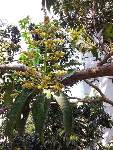 Indian mango