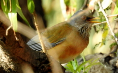 Turdus rufopalliatus