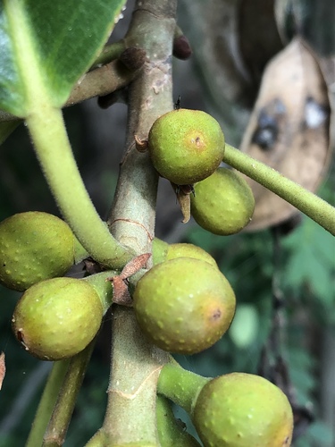 Ficus rubiginosa