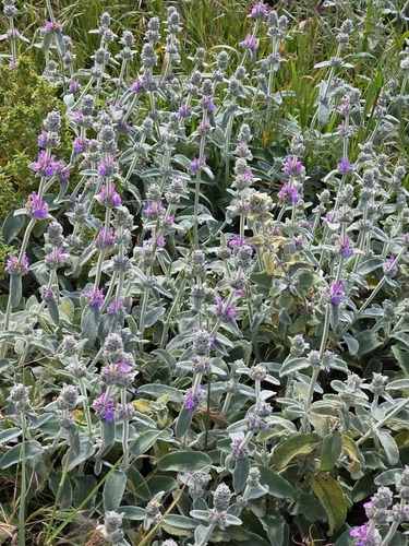 Stachys tournefortii