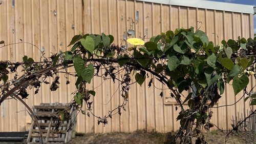 Ipomoea ochracea observed 2026-02-27