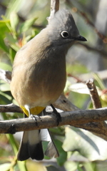 Ptiliogonys cinereus