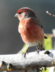 Haemorhous mexicanus