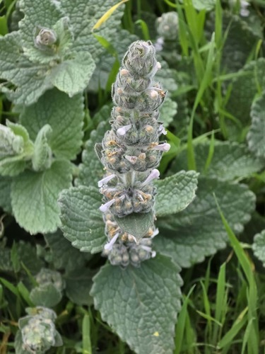 Nepeta vivianii