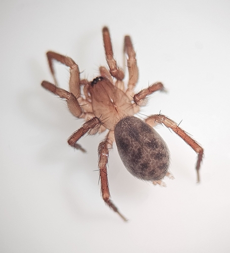 Cicurina brevis photo 4