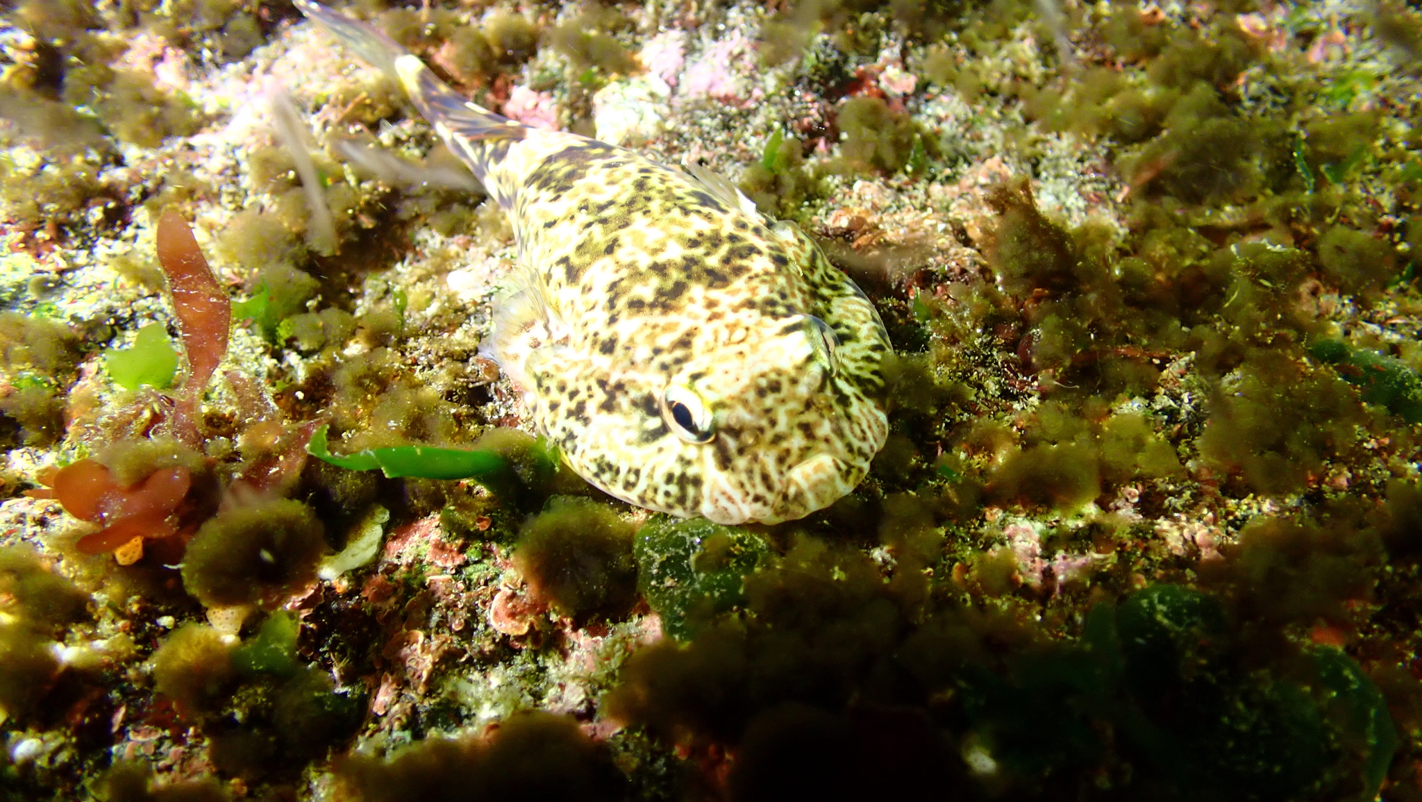 Austral Clingfish photo 5
