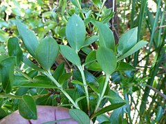 Pimelea longifolia