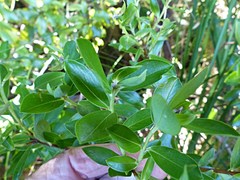 Pimelea longifolia