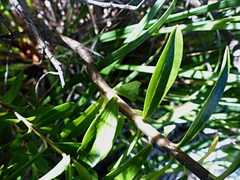 Pimelea longifolia