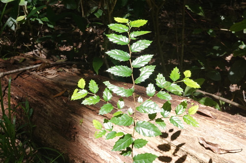 Aphananthe philippinensis observed 2026-02-28