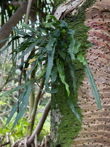 Lepisorus thunbergianus observed 2026-02-27