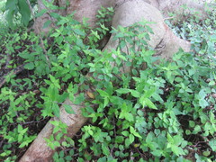 Callisia repens