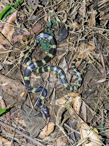 Travancore Wolf Snake