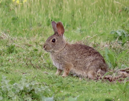 Brush Rabbit observed by geodani