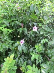 Cryptostegia