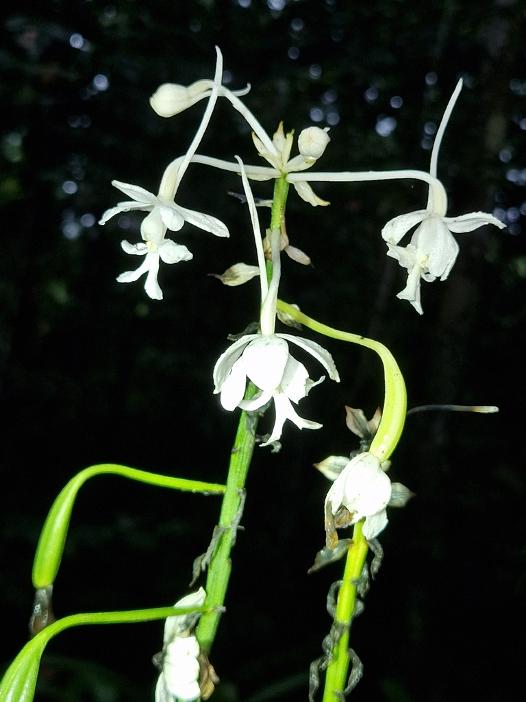 Christmas Orchid (Calanthe triplicata)