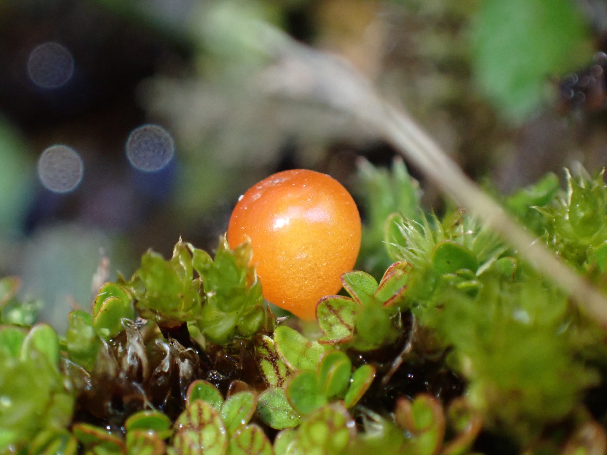 Nertera balfouriana
