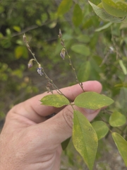 Galactia striata, photograph (c) Scott Allen Davis, some rights reserved (CC BY)