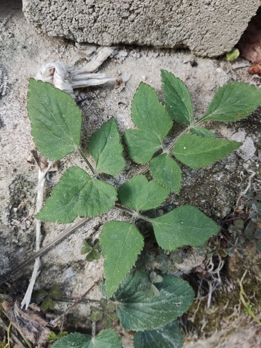 Pimpinella diversifolia iNat (2)