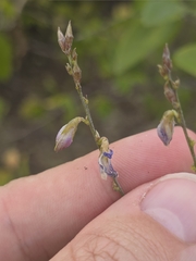 Galactia striata, photograph (c) Scott Allen Davis, some rights reserved (CC BY)
