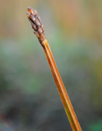 squarestem spikerush (Eleocharis quadrangulata)