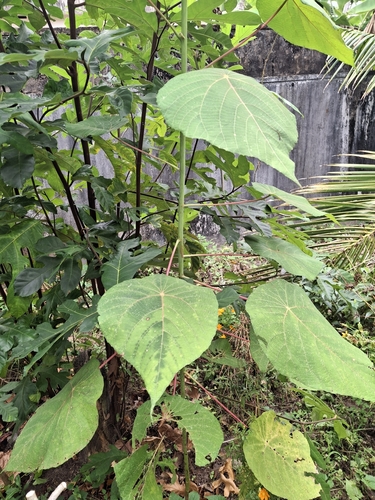 Parasol leaf tree (Macaranga peltata)
