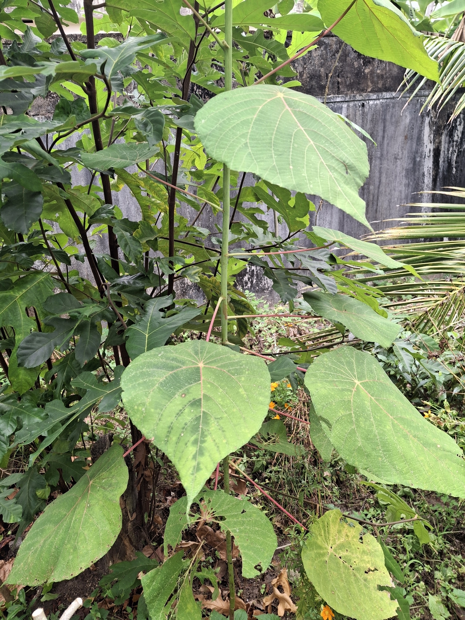 Parasol Leaf Tree (Macaranga peltata)