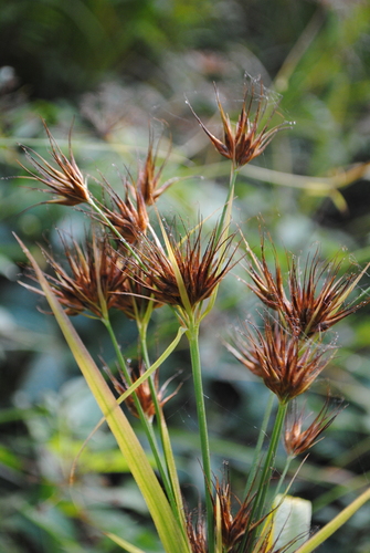 Tall Beakrush (Rhynchospora macrostachya)