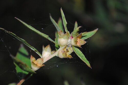 Globefruit Primrose-willow (Ludwigia sphaerocarpa)