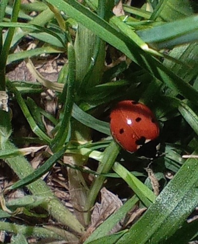 Seven-spotted Lady Beetle