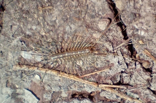 House Centipede