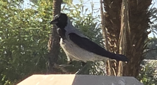 Hooded Crow