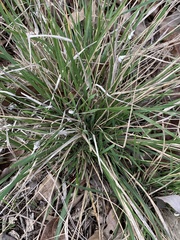 Carex planostachys