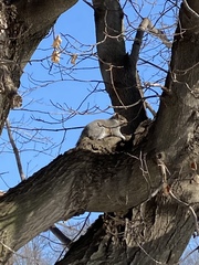 Sciurus carolinensis pennsylvanicus