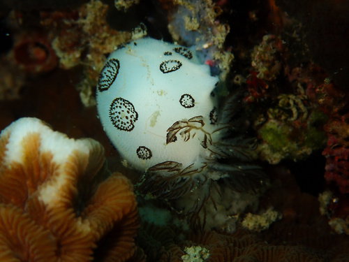 Jorunna funebris
