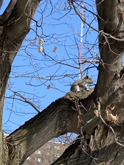 Sciurus carolinensis pennsylvanicus