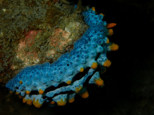 Phyllidia coelestis
