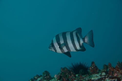 Barred knifejaw (Oplegnathus fasciatus) — Oplegnathidae