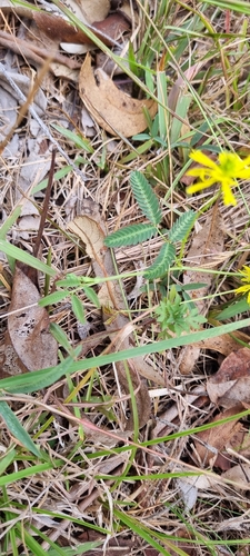 Native Sensitive Plant (Neptunia gracilis)