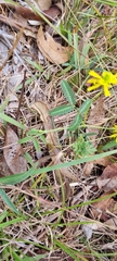 Neptunia gracilis