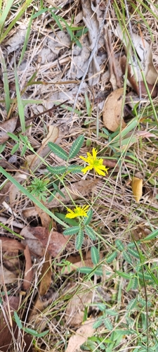 Neptunia gracilis, photograph 2