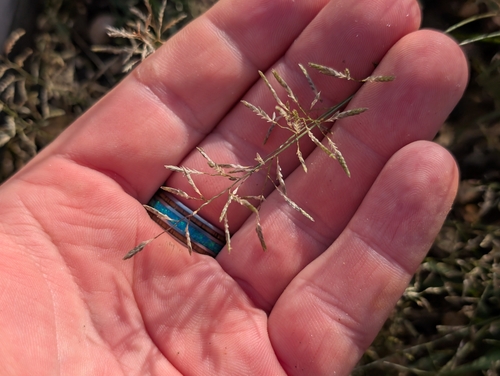 Mediterranean lovegrass (Eragrostis barrelieri)