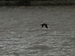 Phalacrocorax carbo