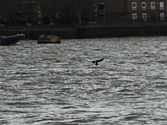 Phalacrocorax carbo