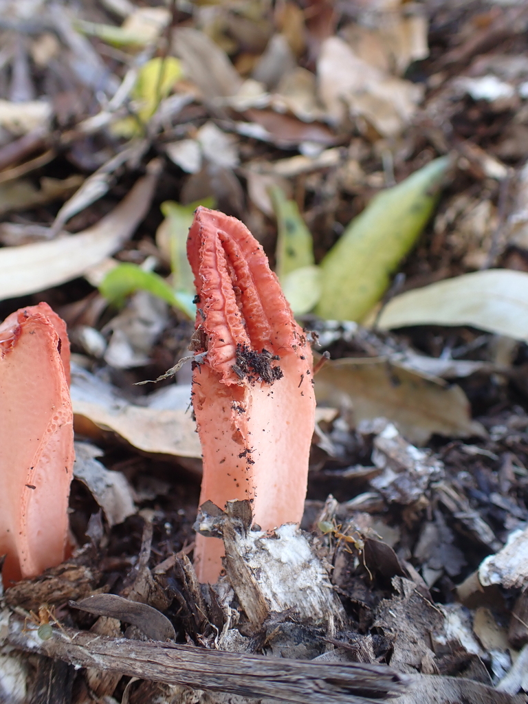 Lysurus mokusin · February 2026 · photo: © sturuss (iNaturalist, cc0)