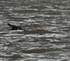 Phalacrocorax carbo