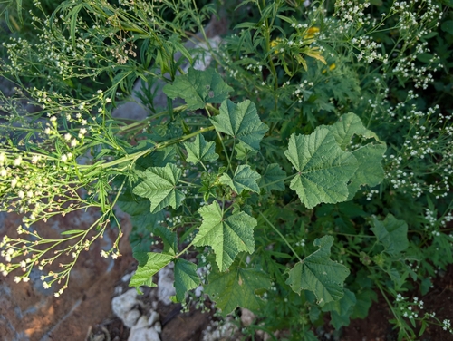 Malva parviflora observed 2026-02-27