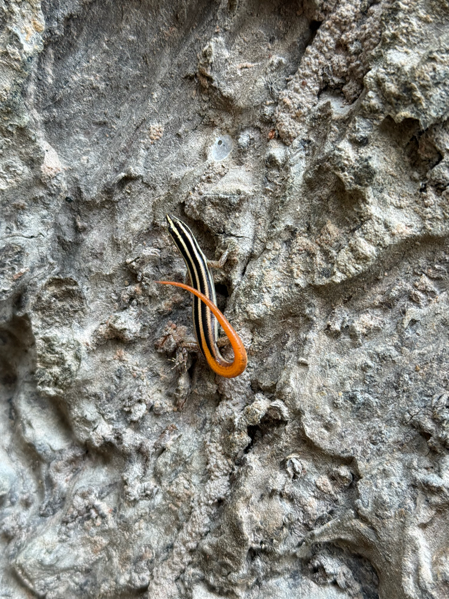 Banded Lipinia photo 4