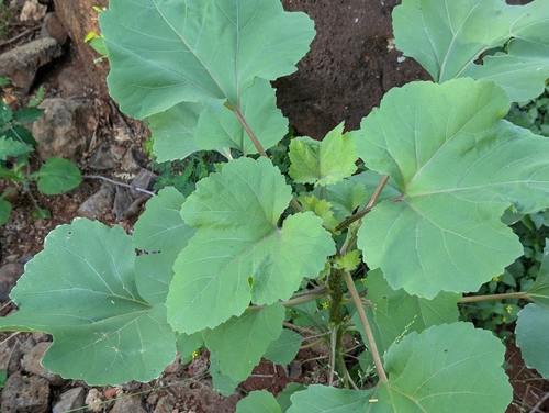 Xanthium strumarium observed 2026-02-27